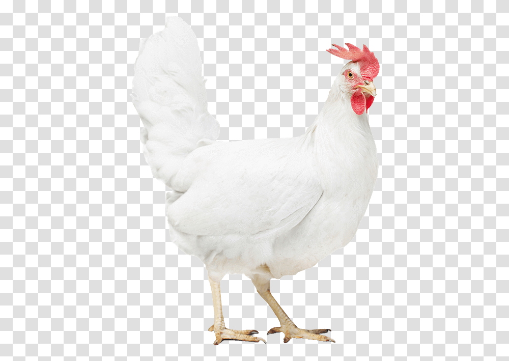 Poultry Health Rooster, Chicken, Fowl, Bird, Animal Transparent Png