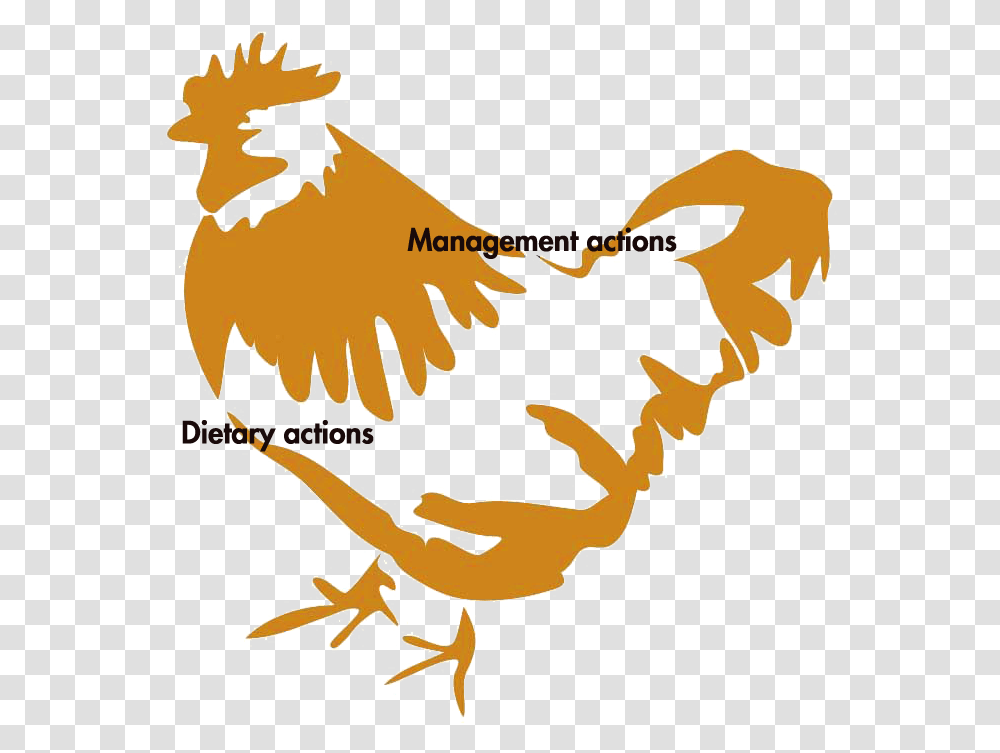 Poultryworld The Importance Of, Fowl, Bird, Animal, Chicken Transparent Png