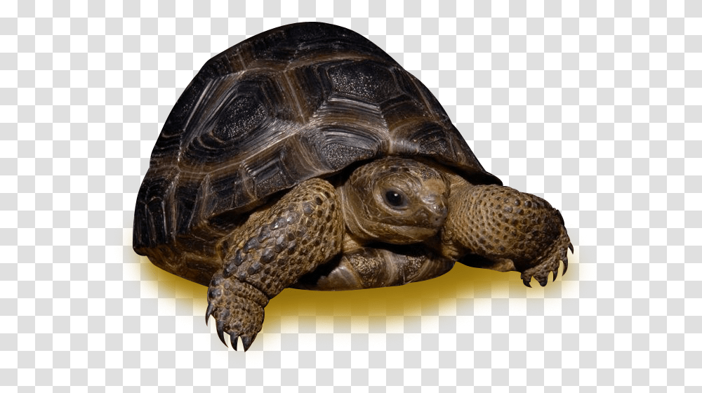 Pound Tortoise Download Desert Tortoise, Turtle, Reptile, Sea Life, Animal Transparent Png