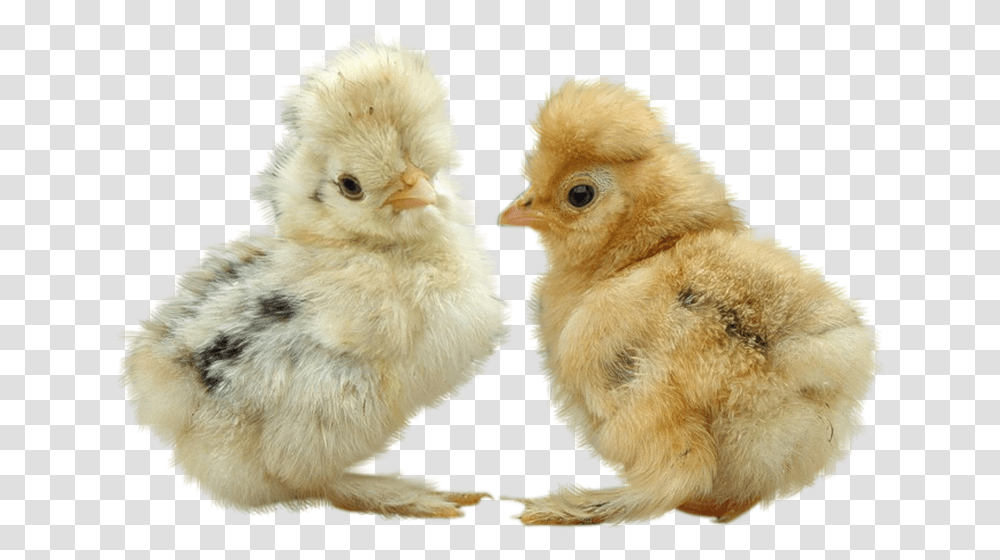 Poussins, Chicken, Poultry, Fowl, Bird Transparent Png