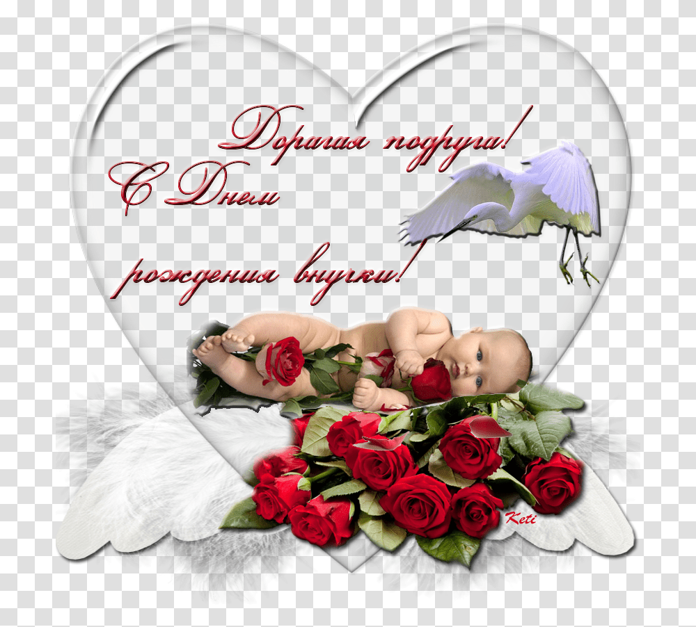 Pozdravlenie S Dnem Rozhdeniya Vnuchki Babushke, Person, Flower, Plant, Rose Transparent Png