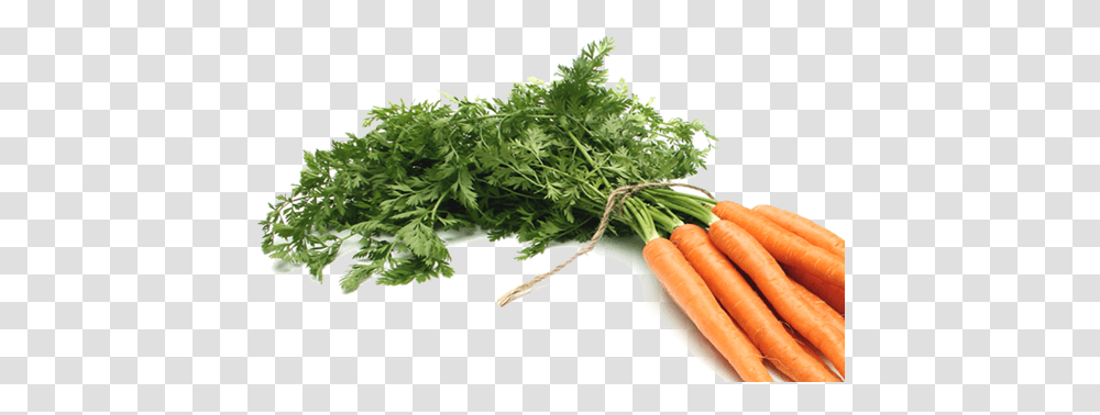 Ppt Carrot, Plant, Vegetable, Food, Vase Transparent Png