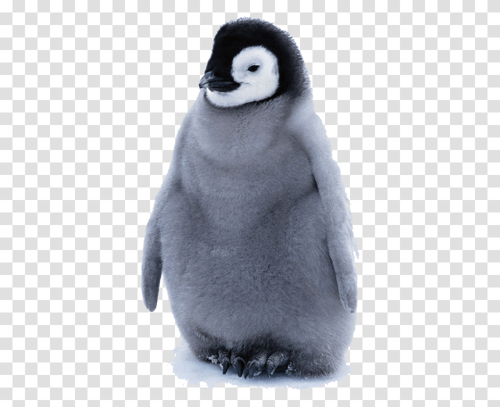 Practically Impossible To Look At A Penguin, Bird, Animal, Bear, Wildlife Transparent Png