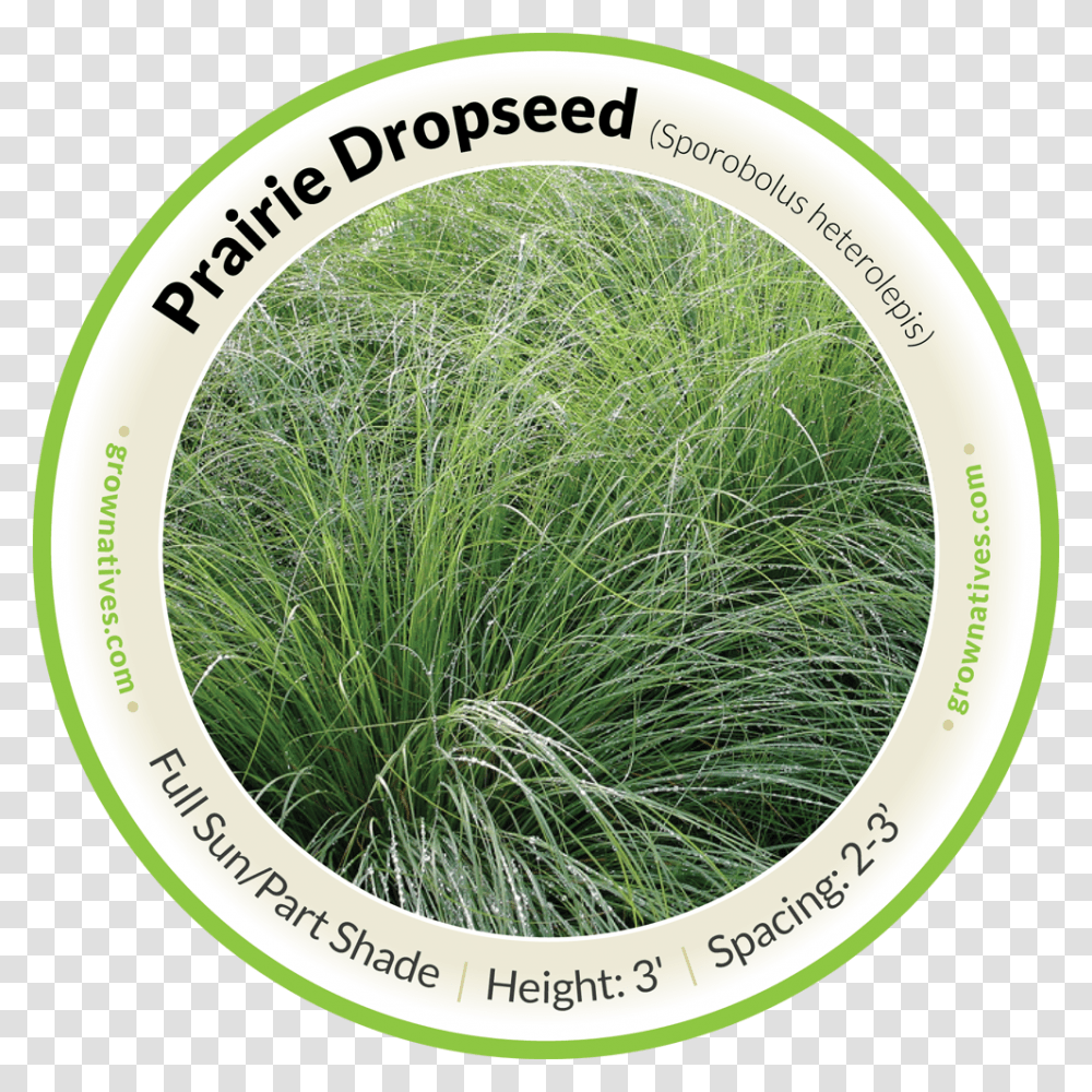 Praire Dropseed Hierochloe, Grass, Plant, Lawn, Agropyron Transparent Png