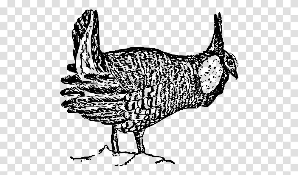 Prairie Chicken Drawing Greater Prairie Chicken Drawing, Gray, World Of Warcraft Transparent Png