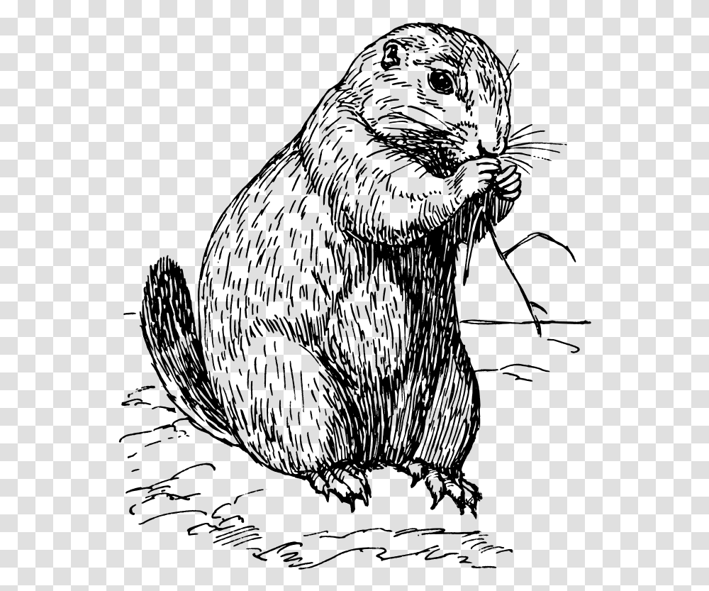 Prairie Dog Clipart Black And White, Gray, World Of Warcraft Transparent Png