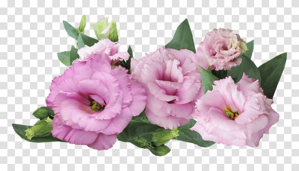 Prairie Rose 960, Flower, Plant, Blossom, Carnation Transparent Png