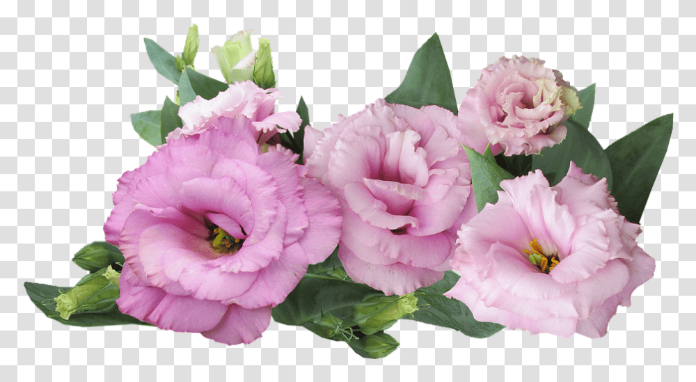 Prairie Rose Pink Flower Free Photo On Pixabay Purple And Pink Flowers, Plant, Blossom, Carnation, Geranium Transparent Png