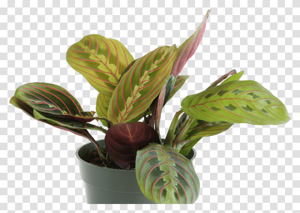 Prayer Plant Red Flowerpot Transparent Png