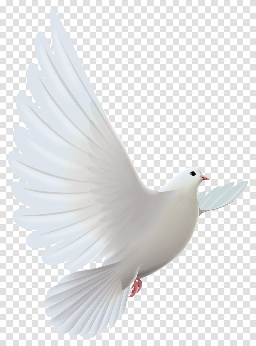 Prayer White Dove Bird Hq White Dove, Animal, Pigeon Transparent Png