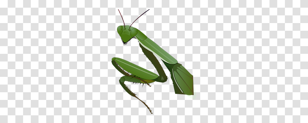 Praying Nature, Mantis, Insect, Invertebrate Transparent Png