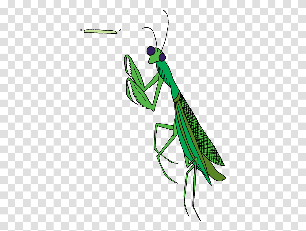 Praying Mantis Clip Art Insect, Invertebrate, Animal, Bow, Grasshopper Transparent Png