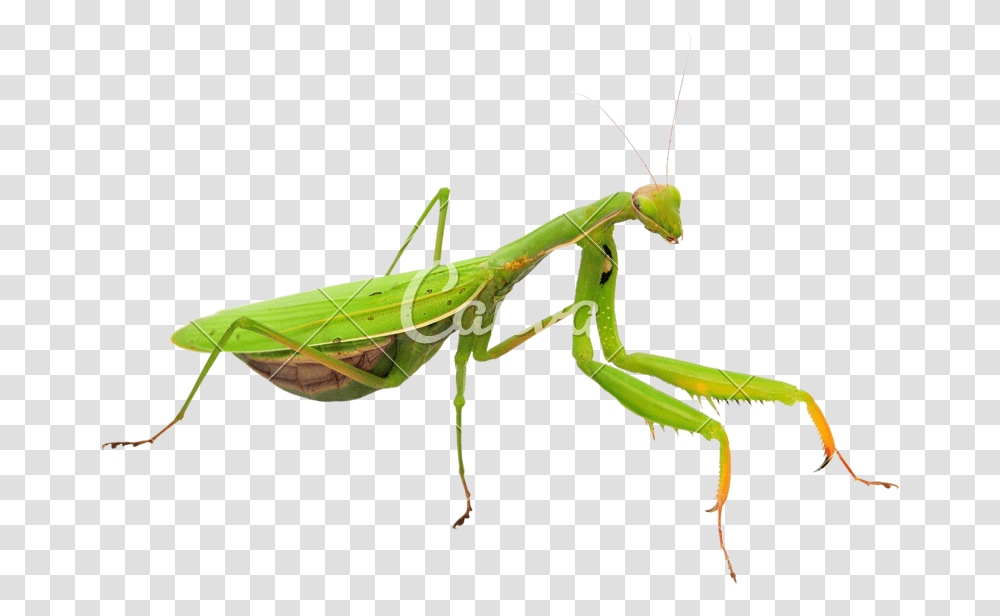 Praying Mantis Cut Out, Insect, Invertebrate, Animal, Cricket Insect Transparent Png