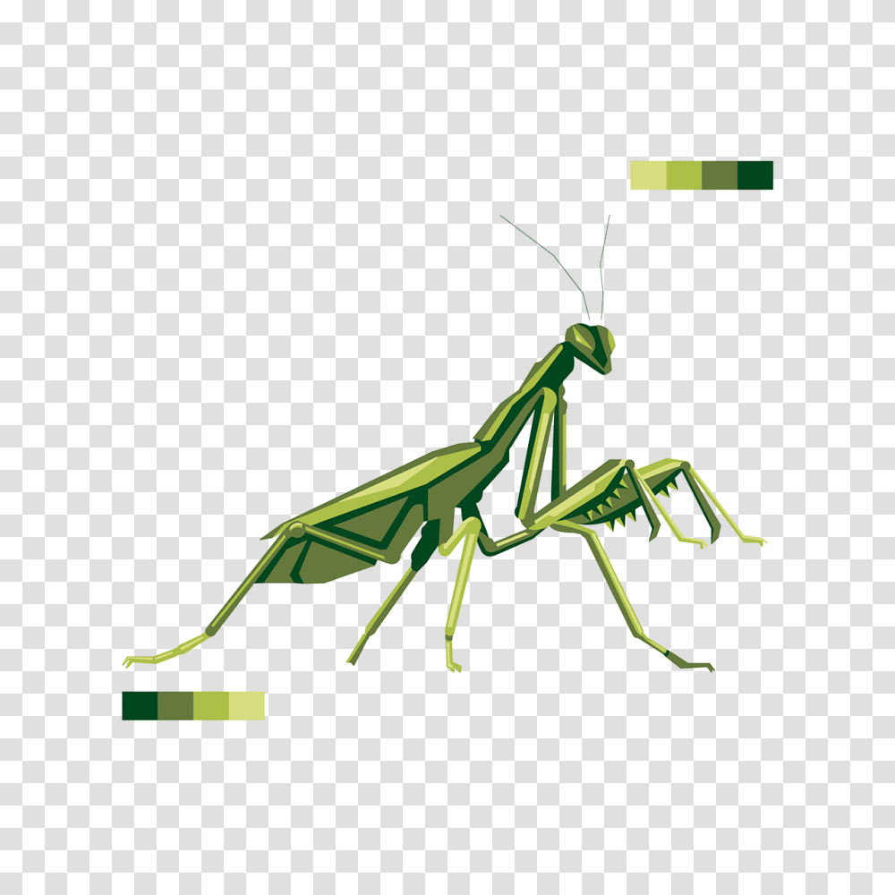 Praying Mantis Design On Behance, Bow, Insect, Invertebrate, Animal Transparent Png