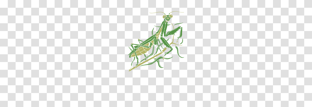 Praying Mantis, Grasshopper, Insect, Invertebrate, Animal Transparent Png