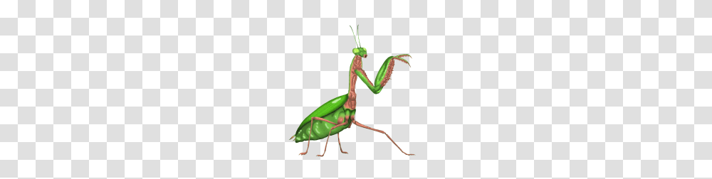 Praying Mantis, Insect, Invertebrate, Animal, Cricket Insect Transparent Png