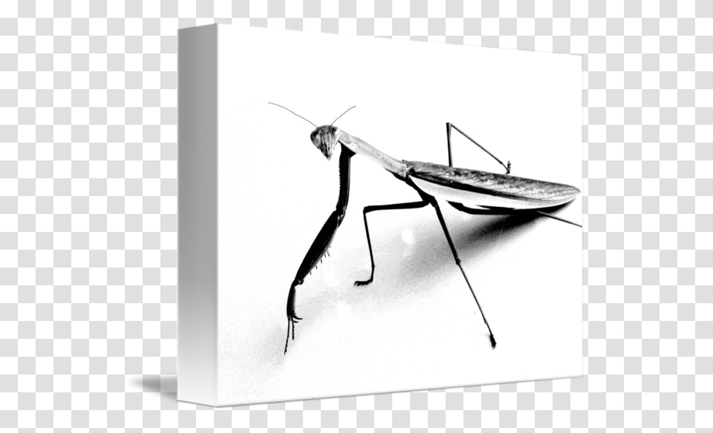 Praying Mantis Pencil Sketch, Insect, Invertebrate, Animal, Cricket Insect Transparent Png