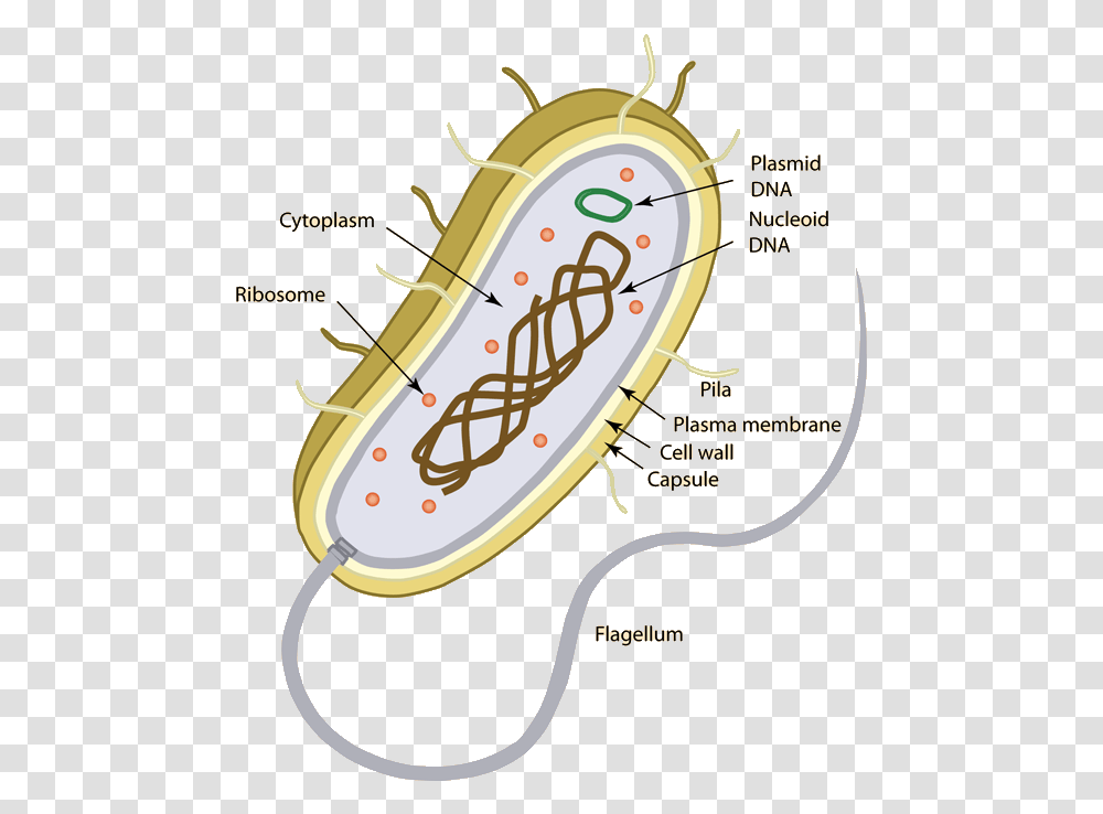 Precambrian Single Celled Organisms, Label, Plant, Grain Transparent Png