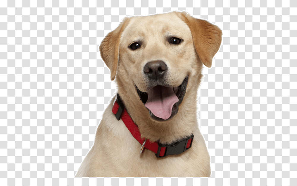 Preeti The Dog Kabir Singh, Pet, Canine, Animal, Mammal Transparent Png