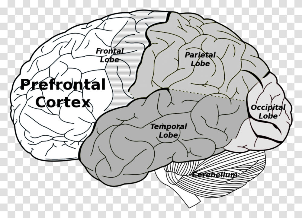 Prefrontal And Parietal Cortex, Bush, Vegetation, Plant, Plot Transparent Png