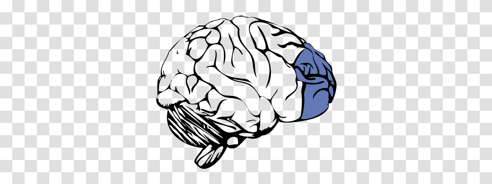 Prefrontal Cortex Of The Brain Prefrontal Cortex No Background, Apparel, Hat, Helmet Transparent Png