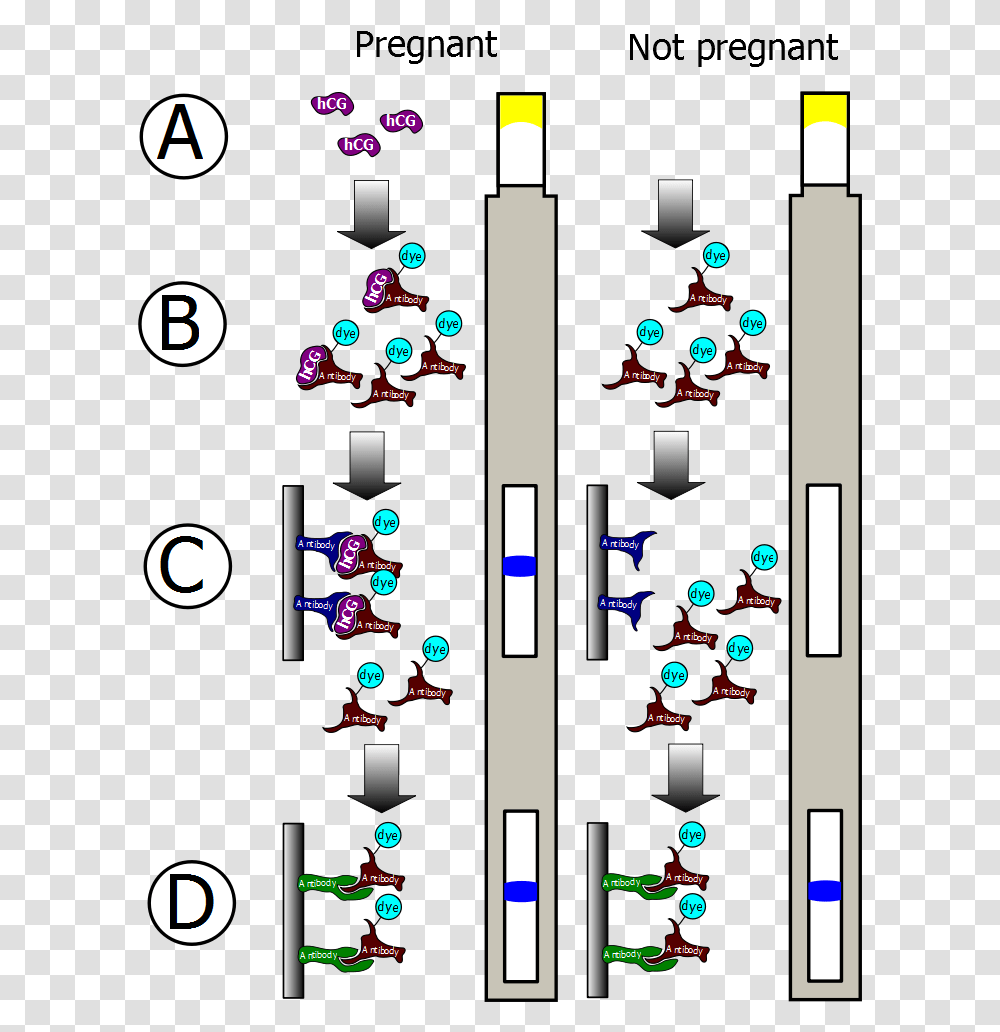 Pregnancy Testing Monoclonal Antibodies, Electronics, Stereo, Electrical Device, Amplifier Transparent Png