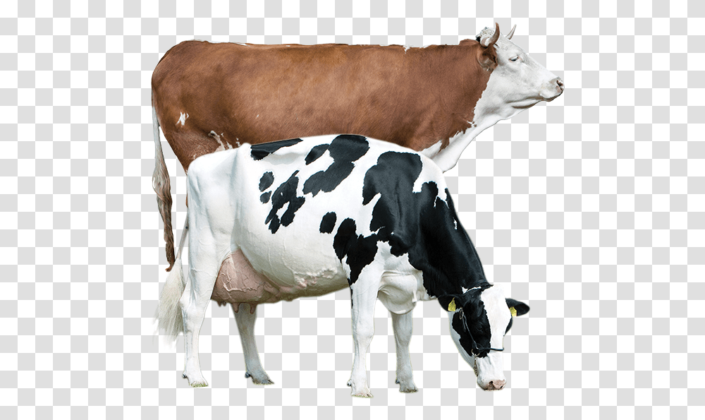 Pregnant Holstein Friesian Cows, Cattle, Mammal, Animal, Dairy Cow Transparent Png