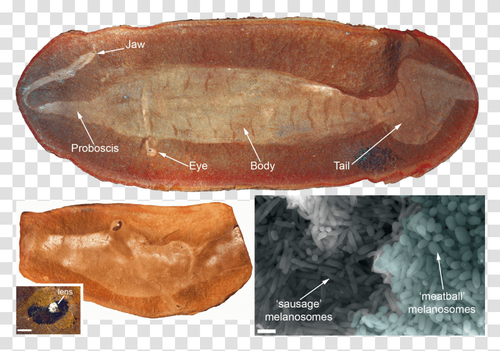 Prehistoric Peepers Give Vital Clue In Solving 300 Tully Monster Full Fossil, Bread, Food, Animal, Soil Transparent Png