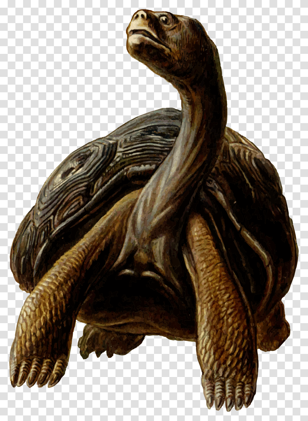 Prehistoric Tortoise Clipart, Reptile, Animal, Turtle, Sea Life Transparent Png