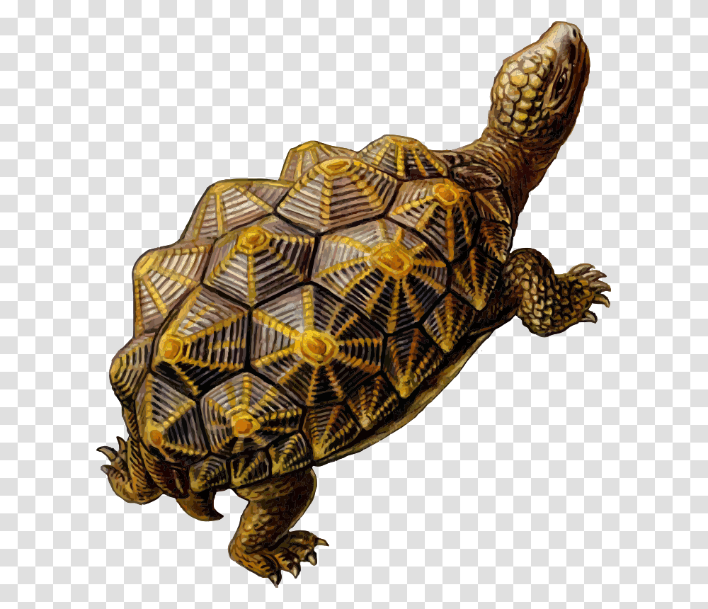 Prehistoric Turtle, Animals, Reptile, Sea Life, Tortoise Transparent Png