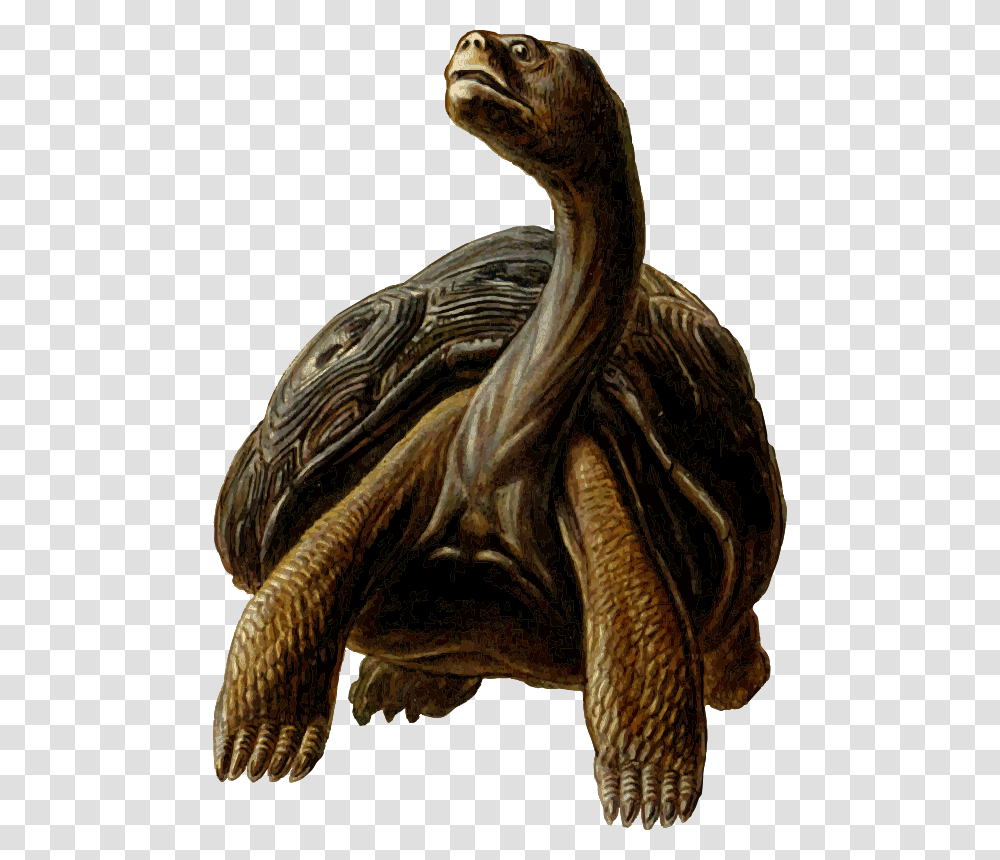 Prehistoric Turtle, Animals, Reptile, Tortoise, Sea Life Transparent Png