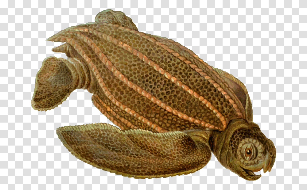 Prehistoric Turtle, Animals, Snake, Reptile, Amphibian Transparent Png