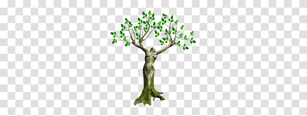 Preimushchestva Moringa Maslichnaia Kupit Moringa Maslichnaia Produkty, Tree, Plant, Tree Trunk, Oak Transparent Png