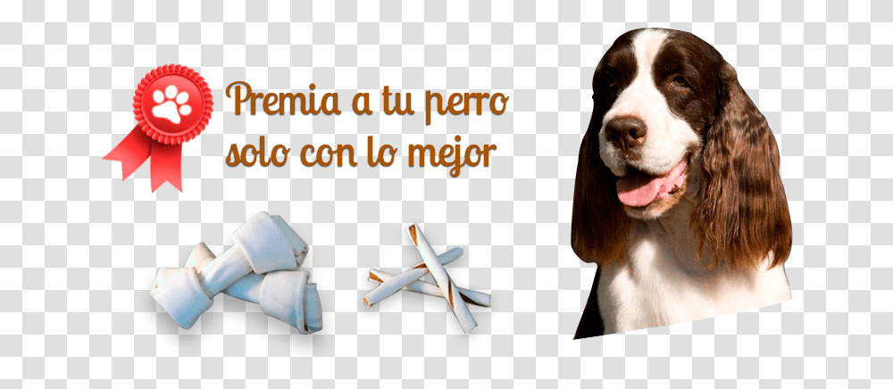 Premia A Tu Perro Con Solo Lo Mejor Field Spaniel, Airplane, Dog, Pet, Canine Transparent Png
