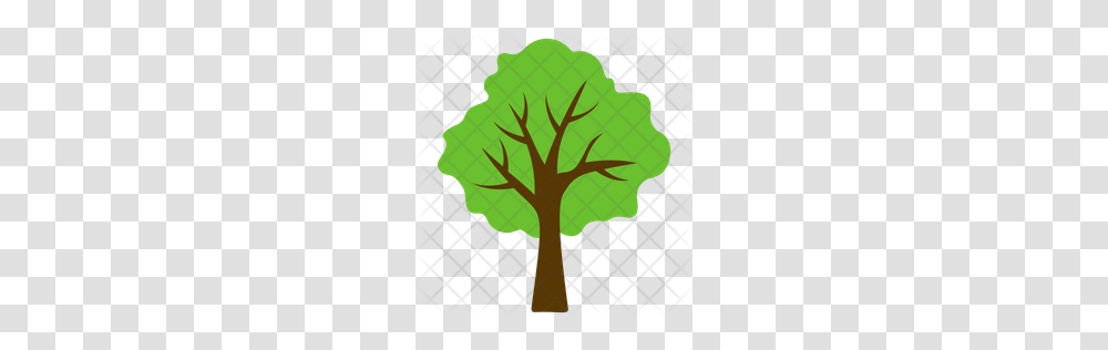 Premium Basswood Tree Icon Download, Leaf, Plant, Pattern, Maple Transparent Png