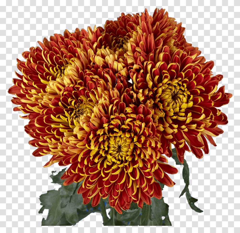 Premium Bronze Chrysanthemum Disbud Flowers Chrysanths, Dahlia, Plant, Blossom, Pattern Transparent Png