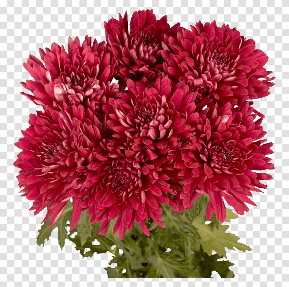 Premium Burgundy Chrysanthemum Disbud Flowers Burgundy Chrysanthemum, Dahlia, Plant, Blossom, Carnation Transparent Png