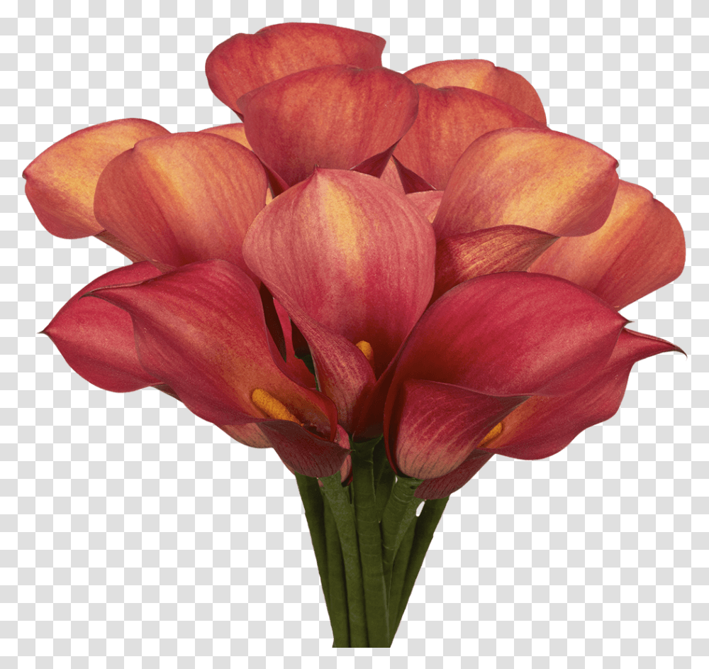 Premium Burgundy Red Calla Lily Flowers Tulip, Plant, Blossom, Petal, Rose Transparent Png