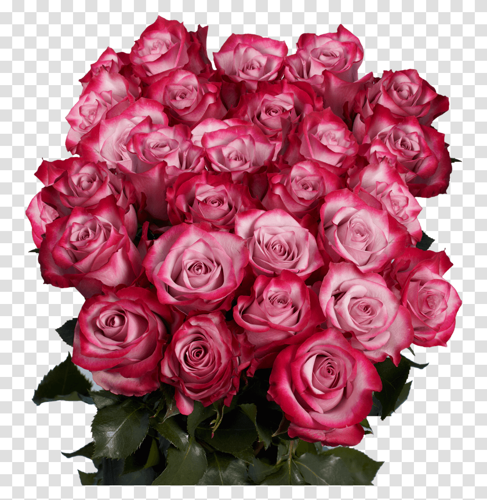 Premium Deep Purple Roses Beautiful Roses, Plant, Flower, Blossom, Flower Bouquet Transparent Png