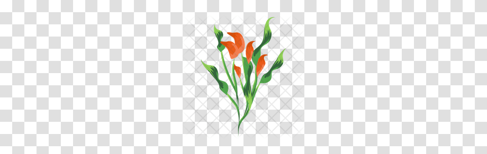 Premium Flower Calla Lily Blossom Nature Spring Icon Download, Plant, Flower Arrangement, Flower Bouquet, Tulip Transparent Png