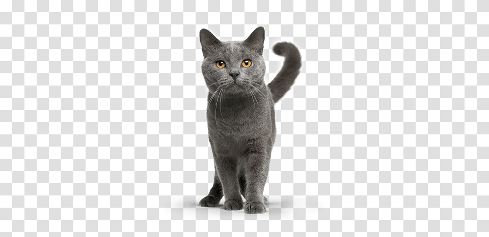 Premium Pastes In A New Dimension Gimcat English Chartreux Cat, Pet, Mammal, Animal, Abyssinian Transparent Png
