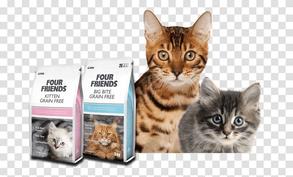 Premium Quality Cat Food Cat Food Banner, Kitten, Pet, Mammal, Animal Transparent Png