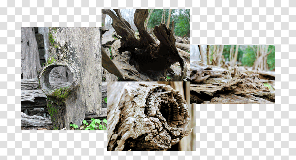 Premium Quality Driftwood Driftwood, Collage, Poster, Advertisement, Soil Transparent Png