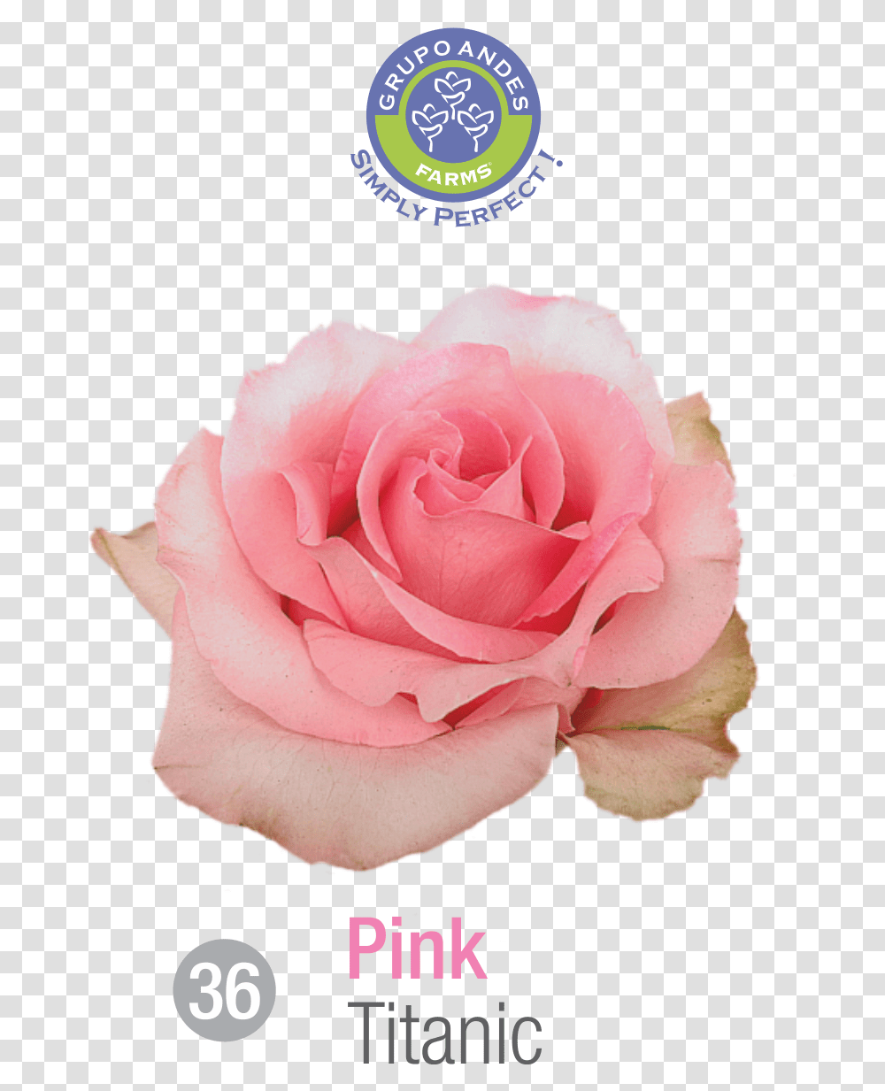 Premium Roses 2018 - Grupo Andes Titanic, Flower, Plant, Blossom, Petal Transparent Png