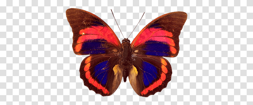 Prepona Praeneste Confusa Butterfly Watercolor Beautiful Prepona Praeneste Buckleyana, Insect, Invertebrate, Animal, Moth Transparent Png