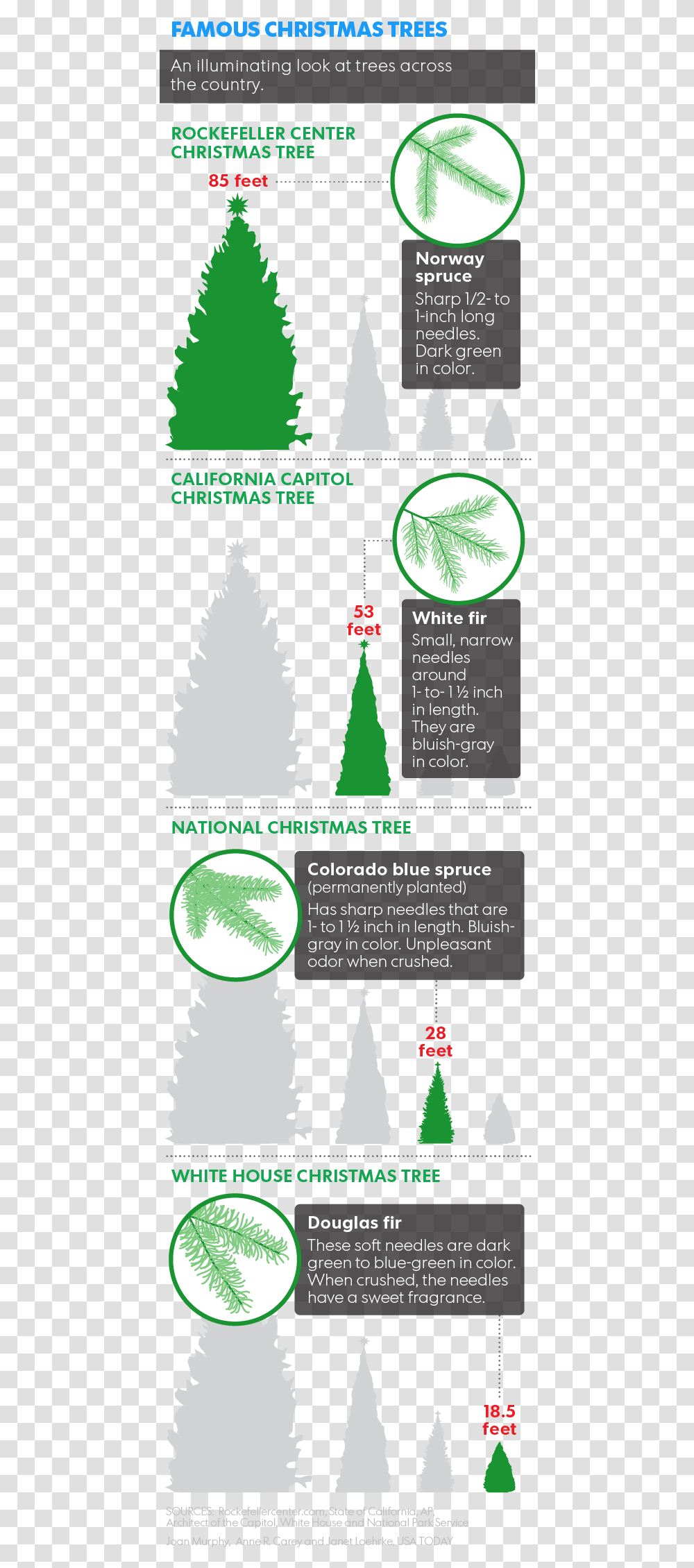 Prescott Christmas Tree Permit, Plant, Person, Human Transparent Png