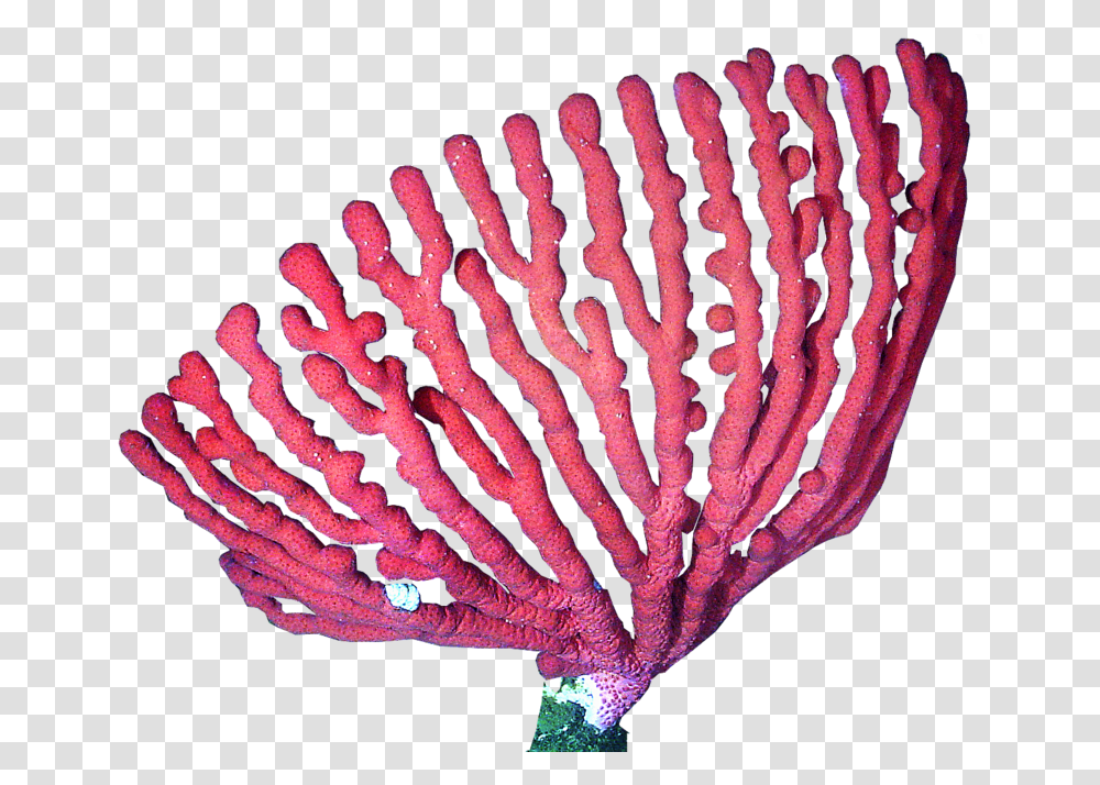Presentation Name On Emaze Coral, Sea, Outdoors, Water, Nature Transparent Png