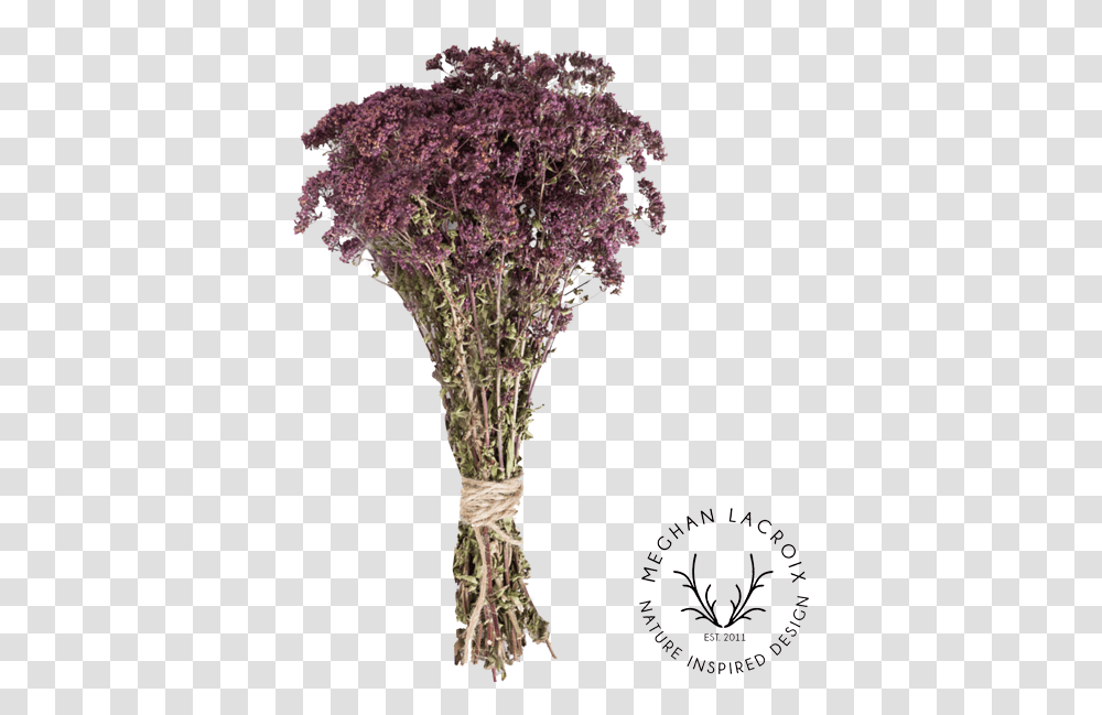 Preserved Herbs Meghan Lacroix Designs Artificial Flower, Plant, Blossom, Tree, Flower Arrangement Transparent Png