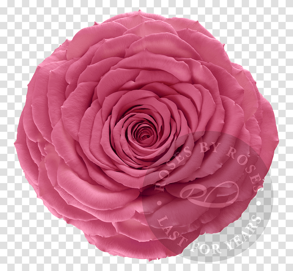 Preserved Pink Rose Premium Long Lasting Xl Pink Roses Rose, Flower, Plant, Blossom, Dahlia Transparent Png