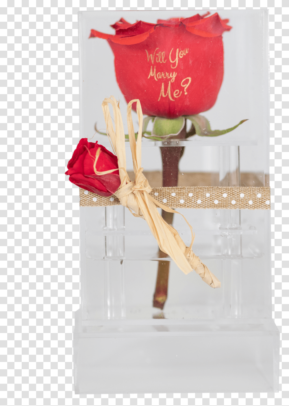Preserved Rose In A Clear Acrylic Box, Plant, Flower, Glass, Petal Transparent Png